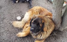 Hledá se »zlatý« pes: Za nalezení Era rodina nabízí 5000 Kč!