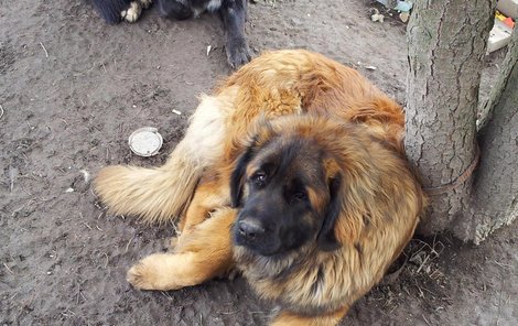 Ztracený leonberger Ero má za uchem čip