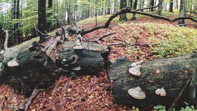 Jizerskohorské bučiny