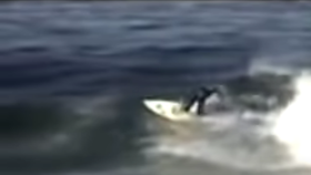 Na hrůzný zážitek zavzpomínal surfař Shannon Ainslie. Byl na surfu se svým bráchou, když ho napadli dva žraloci bílý.