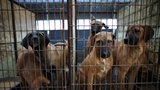 Už žádné psí maso. Jižní Korea končí s letitou tradicí, za prodej masa budou až tři roky vězení