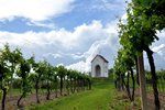 Jižní Morava je proslulá všudypřítomnými vinicemi.