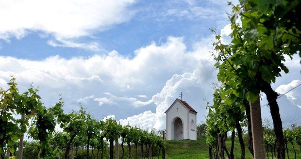 Jižní Morava je proslulá všudypřítomnými vinicemi.