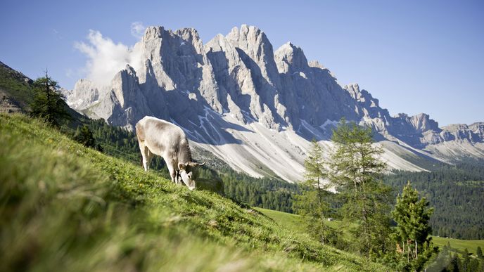 Na pastvinách se tu pase typický alpský skot Graues Geisler Rind.