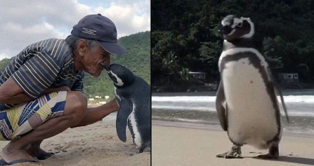 Joao Pereira de Souza je šťastný, že ho tučňák, kterého zachránil, pravidelně navštěvuje.