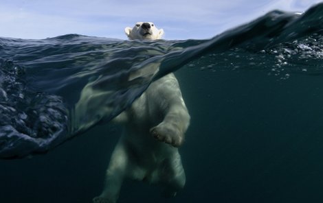 Lední medvěd uplave i 100 km bez přestávky. Takhle odpočívá zhruba na 50. kilometru.