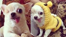 Roztomilá čivava s neobvyklým jménem Yoghurt the Pirate Dog se stal miláčkem internetu.