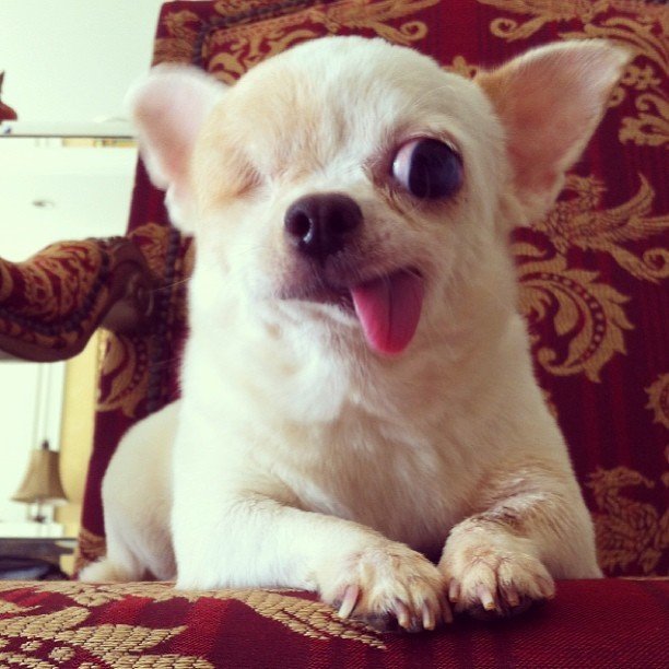 Roztomilá jednooká čivava s neobvyklým jménem Yoghurt the Pirate Dog se stal miláčkem internetu.