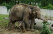 Slonice ještě s malým samečkem, který pak zemřel na infekci.