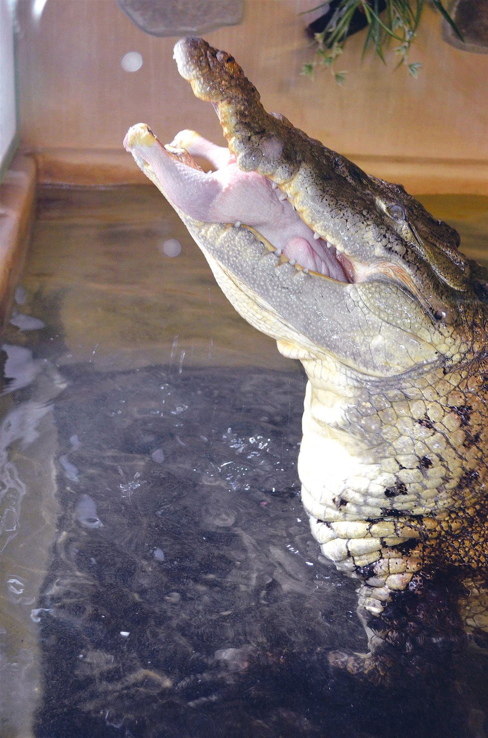 Krokodýl Kuba dokáže ze zdánlivého spánku bleskurychle zaútočit