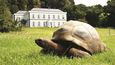 Želvák obrovský Jonatán (187) je nejstarším žijícím suchozemským tvorem.