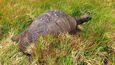 Želvák obrovský Jonatán (187) je nejstarším žijícím suchozemským tvorem.