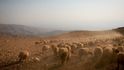 V kraji kolem Mrtvého moře je zdánlivě jenom kamení, písek a prach. Beduíni tu navzdory drsným podmínkám chovají statisíce koz a ovcí.