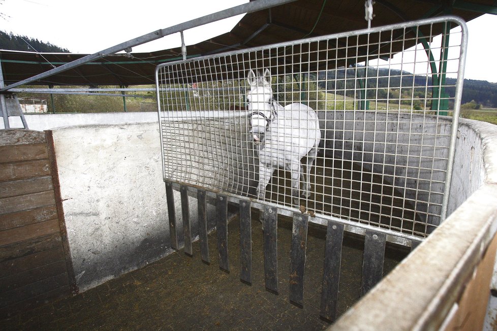 Bělka Sixteen, druhá na Velké pardubické, si užívá lehky klus v karuselu