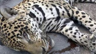 Krvavý symbol míru: Jaguár, maskot olympijských her, zastřelen při focení Krvavý symbol míru: Jaguár, maskot olympijských her, zastřelen při focení