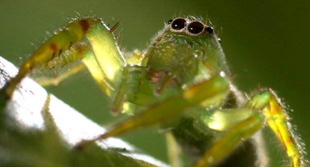 Zabij nebo budeš zabit: Z pavouka lovce se může stát oběť