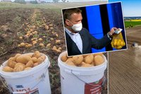 Problém s brambory v ČR: Je jich málo, vaří se v půdě. Babiš pytlem od Jurečky opovrhl
