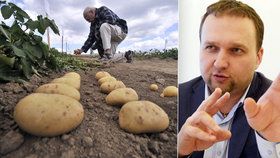 Úroda brambor by měla být srovnatelná s předchozími roky. Loni kvůli suchu klesla téměř o třetinu.