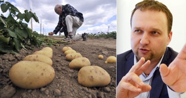 Zlevní brambory? Bude jich dost, avizoval po „suchém trápení“ Jurečka