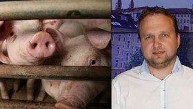 Dopují čeští chovatelé prasata? Maso máme kvalitní a antibiotik méně, hájí se
