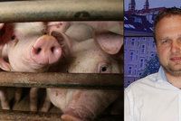 Dopují čeští chovatelé prasata? Maso máme kvalitní a antibiotik méně, hájí se