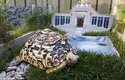Jak se asi tahle želva jmenuje? Tipujeme Rex!