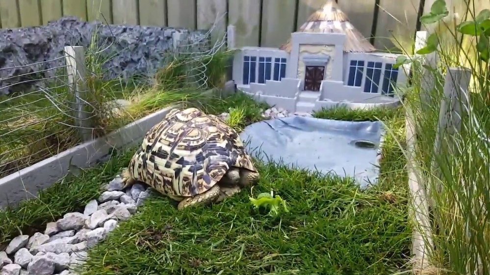 Jak se asi tahle želva jmenuje? Tipujeme Rex!