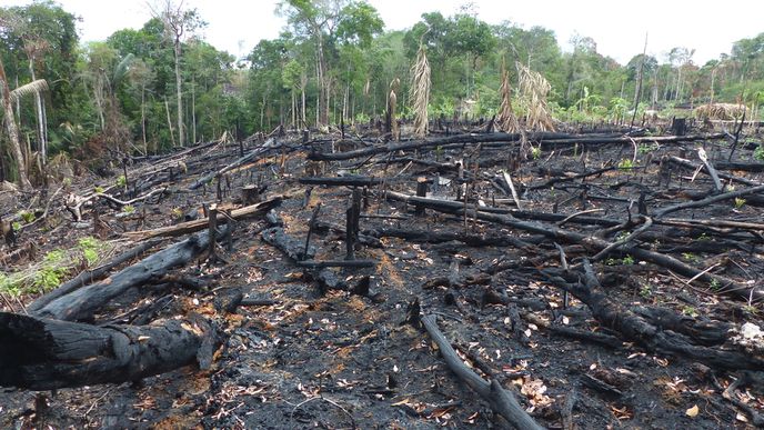 Kácení amazonského deštného pralesa, Brazílie