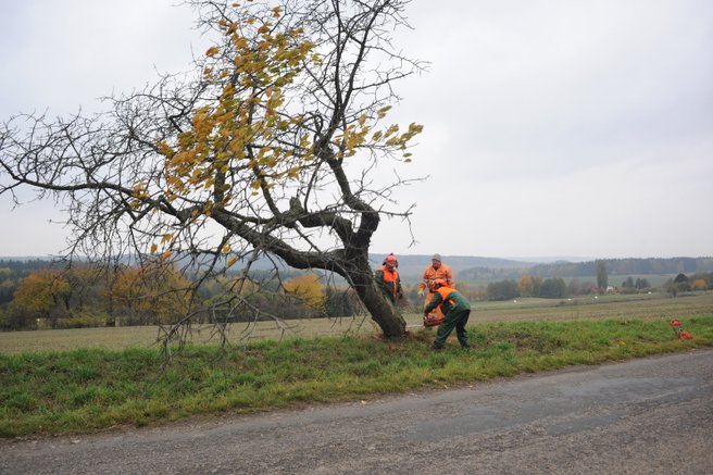 Kácení nebezpečných stromů u silnic