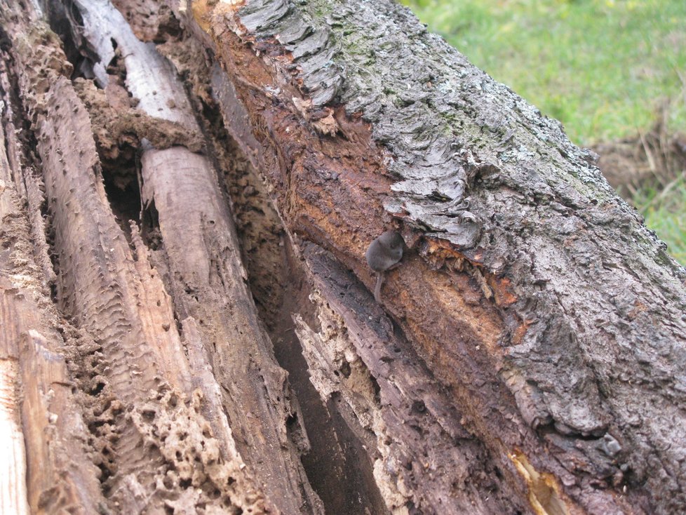 dutině třešně o více než půlmetrovém průměru, která přitom má jen několik centimetrů zdravého dřeva, bydlel rejsek