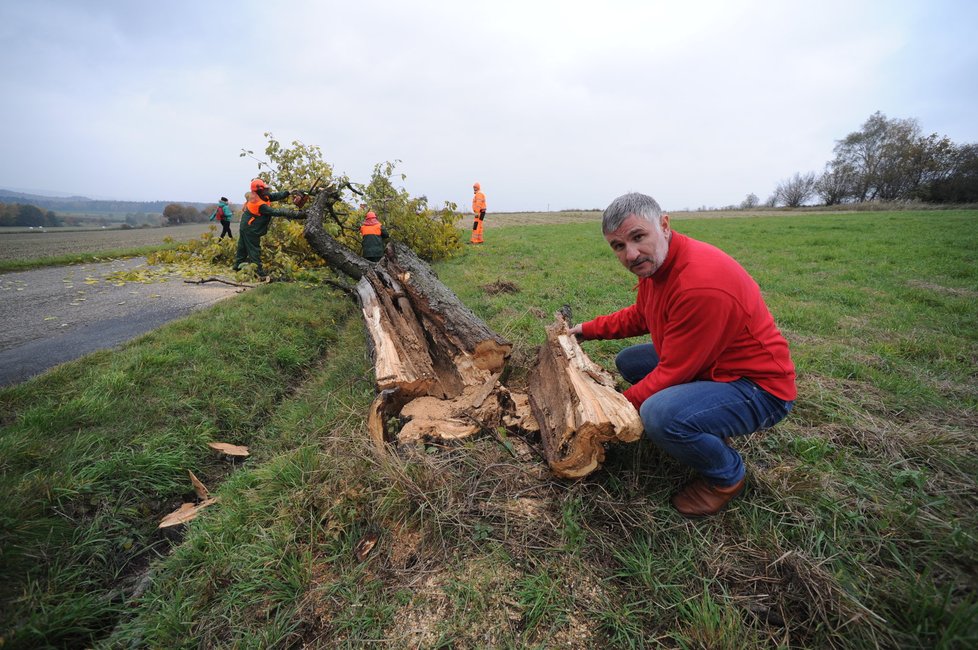 V dutině třešně o více než půlmetrovém průměru, která přitom má jen několik centimetrů zdravého dřeva, bydlel rejsek