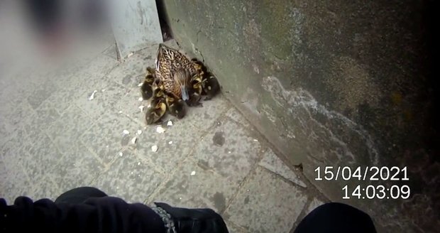 Vystrašenou kachnu a jejich 11 potomků zachránili u frekventované Gajdošovy ulice brněnští strážníci.