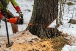Muž kácel stromy v mokřadu ve Svojeticích u Prahy. Případ řeší kriminalisté. Ilustrační foto.