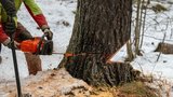 Muž kácel stromy v mokřadu ve Svojeticích u Prahy. Případ řeší kriminalisté