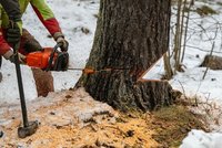 Muž kácel stromy v mokřadu ve Svojeticích u Prahy. Případ řeší kriminalisté