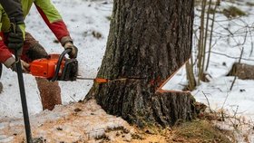 Muž kácel stromy v mokřadu ve Svojeticích u Prahy. Případ řeší kriminalisté. Ilustrační foto.