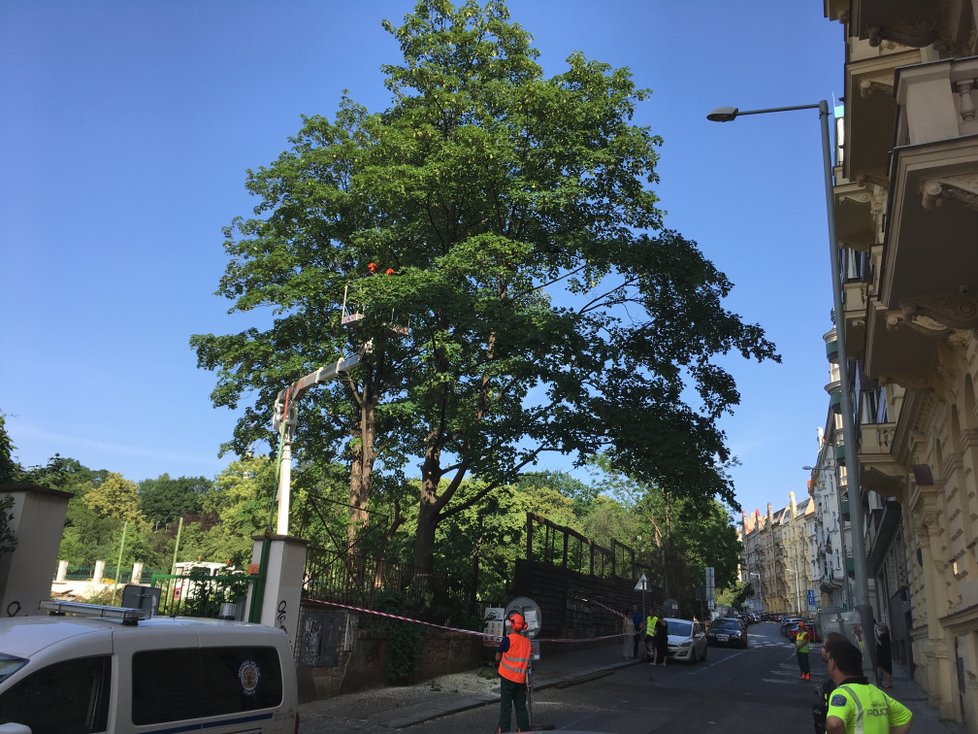 V pátek 14. června 2019 se zuby motorových pil zakously do dvou vzrostlých stromů v ulici Na Smetance.