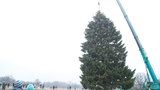 Tenhle smrk bude zdobit Staroměstské náměstí o Vánocích: Pokáceli ho v Rynolticích na Liberecku
