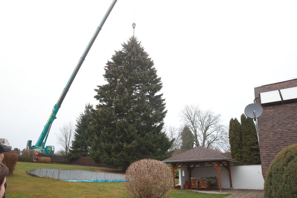 Takto probíhalo kácení vánočního stromu pro Staroměstské náměstí. Tentokrát strom pochází z neveliké vesnice Rynoltice na Liberecku.