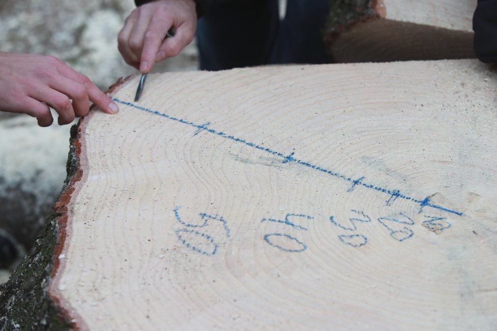 Původně se stáří stromu odhadovalo na 55 let. Při bližším měření se přišlo na to, že stromu je ve skutečnosti 61 let.