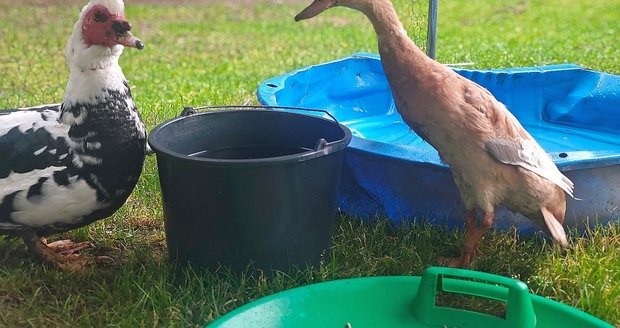 Veterán Toníček, kterému šlo už několikrát o život, a kulhavá Ťapina, se ve stáří stali nerozlučnou dvojkou.