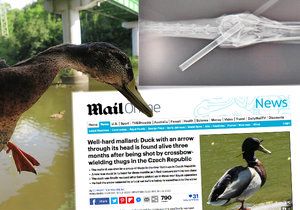 O plzeňském kačerovi se šipkou v hlavě píše i britský Daily Mail.