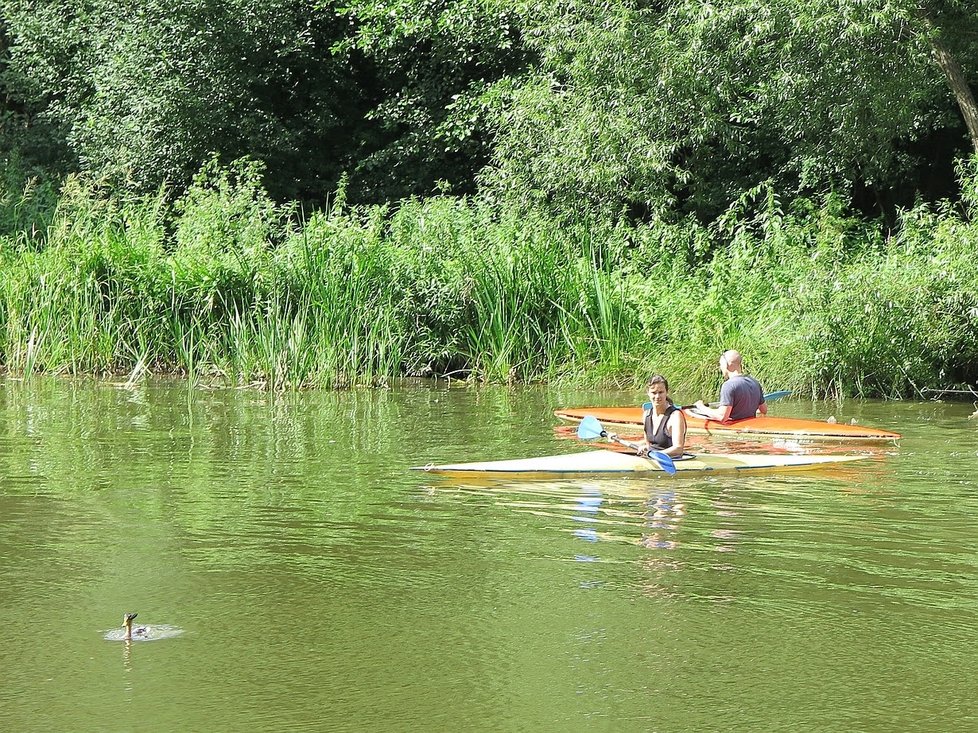 Zvířecí záchranáři Radek Zeman a Hana Makoňová pronásledují kačera po řece.
