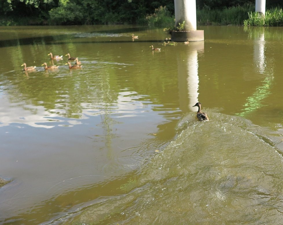 Kačer odplouvá po hladině řeky k ostatním kachnám.