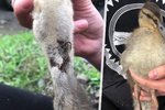 Vlašimští veterináři ošetřili kachní mládě, které snědlo rybářský háček.