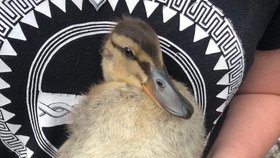 Vlašimští veterináři ošetřili kachní mládě, které snědlo rybářský háček.