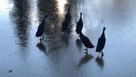 Středočeští hasiči zachraňovali v Babicích kachny, které přimrzli k ledové ploše rybníka.