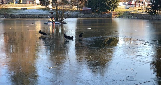 Středočeští hasiči zachraňovali v Babicích kachny, které přimrzli k ledové ploše rybníka.