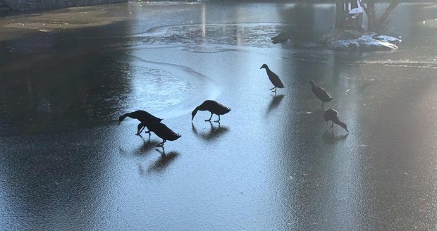 V Babicích už zamrzl rybník, hasiči zde zachraňovali kachny, které přimrzli k ledové ploše rybníka.
