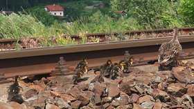 Kachna s šesti mláďaty úspěšně překonala jednu ze dvou kolejí železniční tratě z Plzně do Prahy.